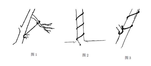 因黑松不像杂木，不易萌发，只能利用原有枝、干进行吊扎造型