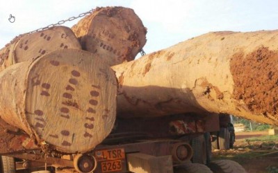 一季度加拿大对中国锯木出口下降22%