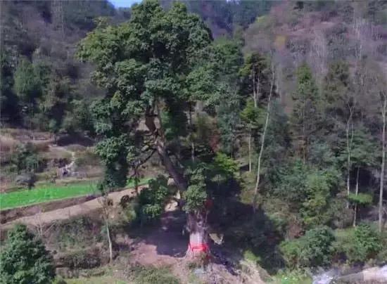 贵州楠木王，中国最大的一棵金丝楠木树位于贵州思南县青杠坡镇一个自然保护区内