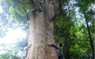 中国最大的三棵金丝楠树:价值惊人,被风吹断的树枝就卖了四十万