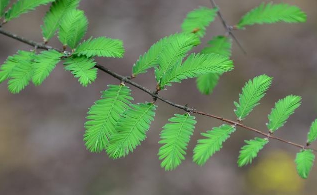 杉木和水杉是同一种植物吗？