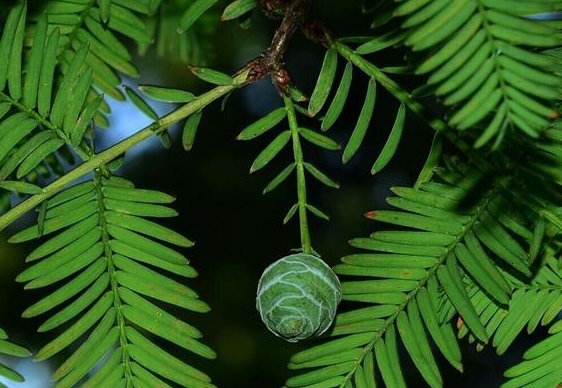 杉木Cunninghamia lanceolata是杉科 Taxodiaceae杉木属 Cunninghamia植物