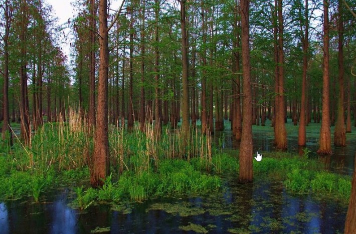 水杉是杉科 Taxodiaceae水杉属me<em></em>tasequoia植物