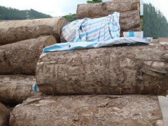 老挝全国已有1545家非法经营的小规模木材加工厂和企业关闭