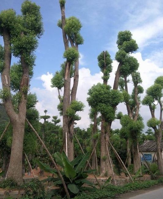 科学种植种植前必须检查苗木