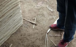 徐州杨木单板板皮图3