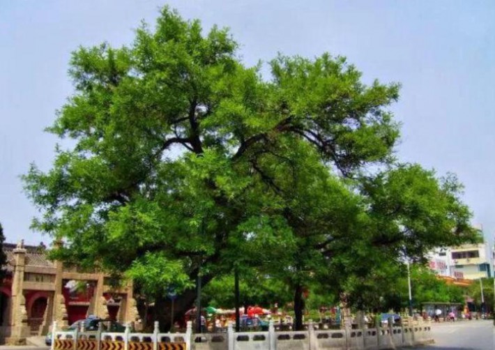国槐是庭院常用的特色树种