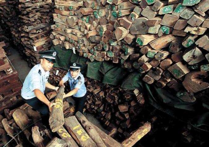 香港海关收缴珍贵红木木材将以非盈利目的给香港中文大学