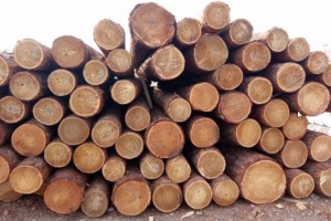 俄罗斯、东南亚、非洲及南美等是我国主要的木材进口来源地
