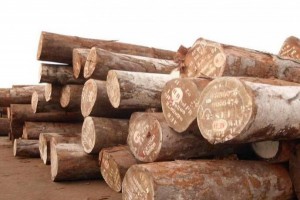 喀麦隆将增加对中国的木材出口量
