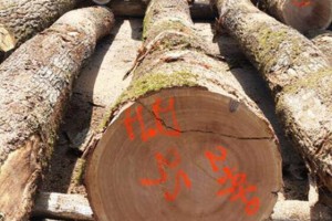 法国橡木在中国市场势头强劲 已成为中国第二大橡木木材供应商