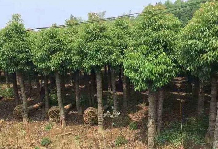 种植穴的规格应根据根系、土球大小而定