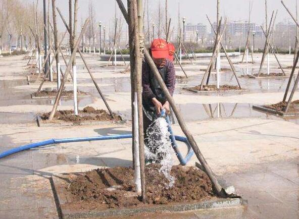 苗木栽植后，需浇3 遍透水
