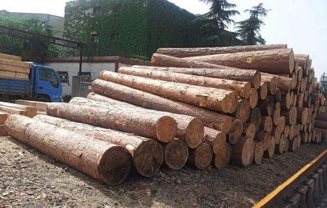 安商务部长称：卡宾达合法木材商本周可进行作业