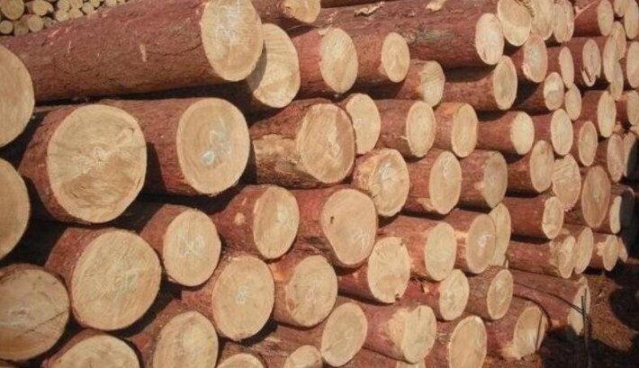俄罗斯木材市场整体表现平稳 古夷苏木交易或被禁止