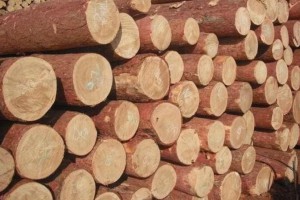 俄罗斯木材市场整体表现平稳 古夷苏木交易或被禁止