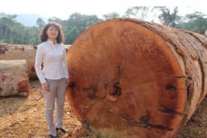 安哥拉合法木材商本周可进行作业