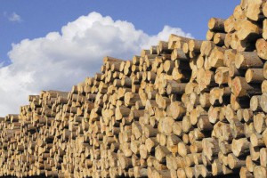 欧洲制材厂协会和欧洲木材贸易联合会预测欧洲的木材产量稳定