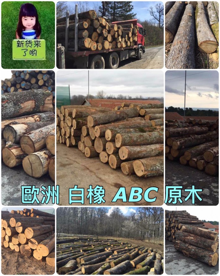 台湾巧雅国际木业林场直销欧洲白橡原木，木材质量好，树形大，数量多