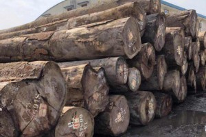 塞拉利昂暂时解除木材出口禁令