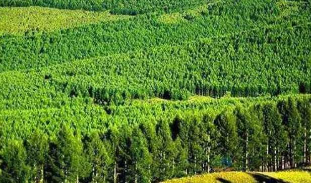 江西九江市林业总产值达397.4亿元