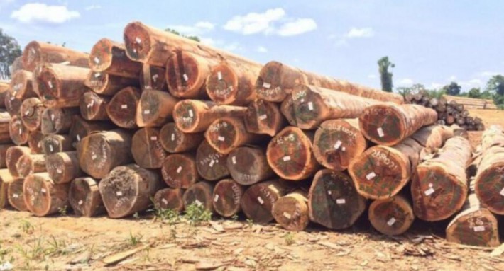 曹妃甸木材产业园优化环境 促进木材进口量翻倍增长