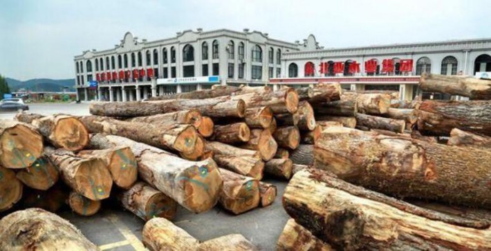 原木进口贸易成功铺开 抚顺救兵木业发展加速