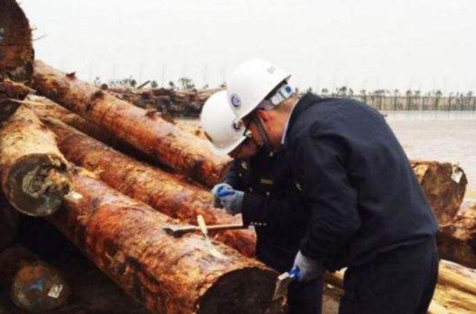 连云港口岸首次从进境原木截获有害生物浅褐乳白蚁