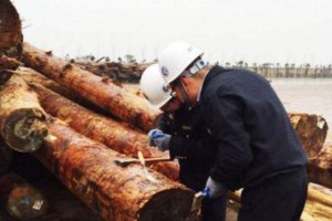 连云港口岸首次从进境原木截获有害生物浅褐乳白蚁