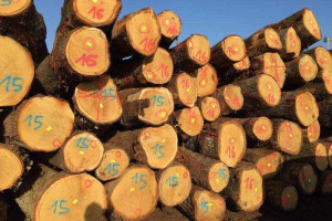 欧洲白橡木原木的特点和用途
