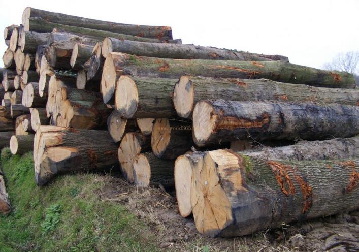中国木材消耗放缓，6月平均日出港量7.5万立方米