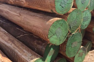 南美《尤加利》玫瑰桉木原木产品