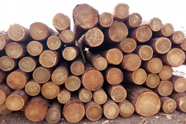 俄罗斯各种木材出口法规的统一