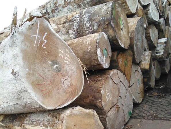 沙捞越政府停止颁发新的木材许可证