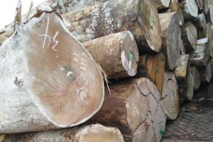 沙捞越政府停止颁发新的木材许可证
