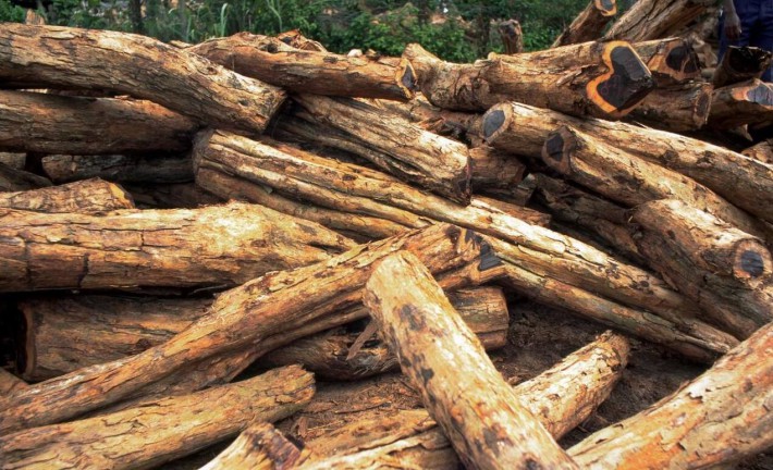 预测到2032年肯尼亚木材产品需求量将大幅增加