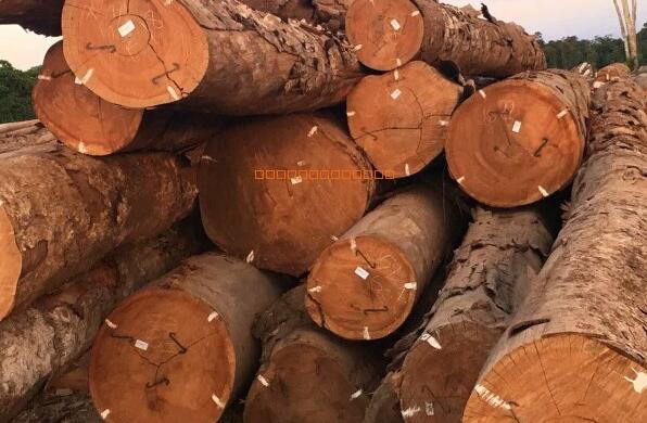 肯尼亚：对木制品的需求不断上升使肯尼亚难以达到联合国