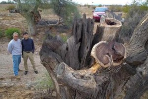 墨西哥沙漠铁木原木商品图3