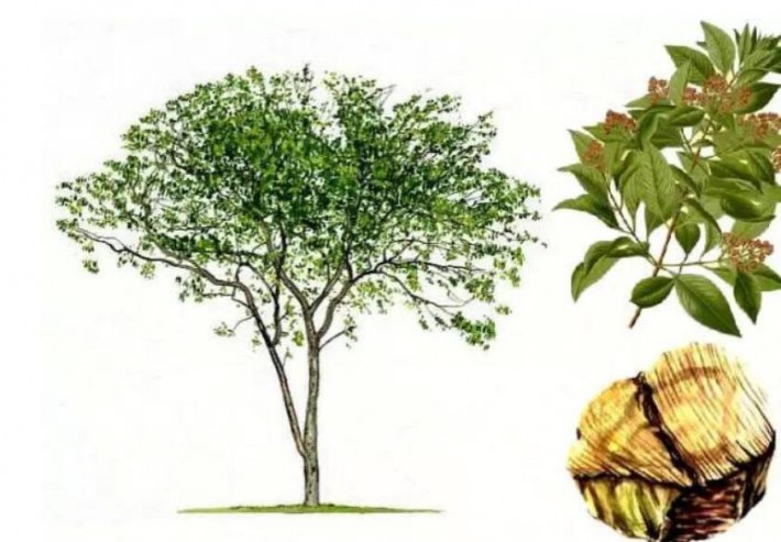 南美《綠檀香》有什么作用？绿檀香是真檀香木吗?