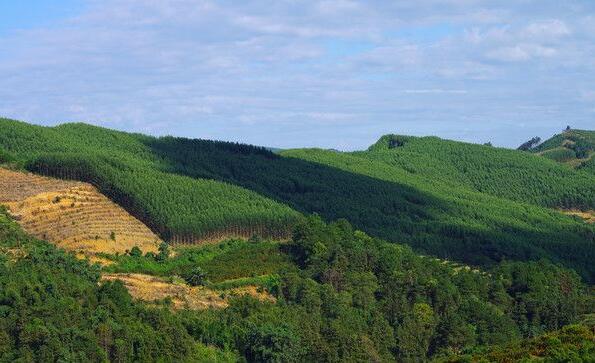 由国家林业和草原局速生丰产用材林基地建设工程管理办公室主办