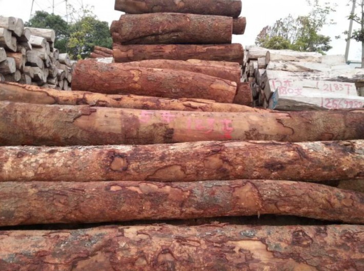 8月8日安哥拉木材砍伐禁令将解除