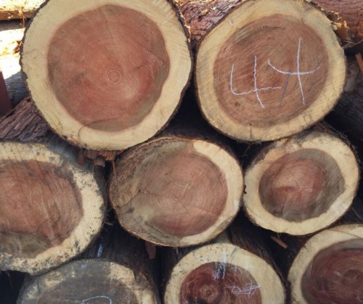 日本对华出口木材量剧增