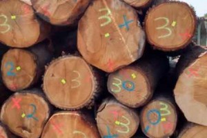 欧洲橡木原木厂家直供