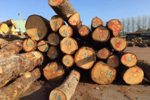 欧洲橡木原木厂家直供图2