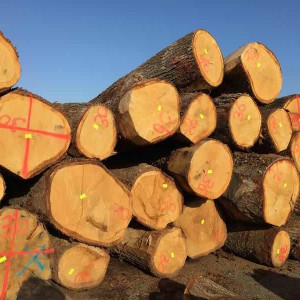 欧洲橡木原木品牌