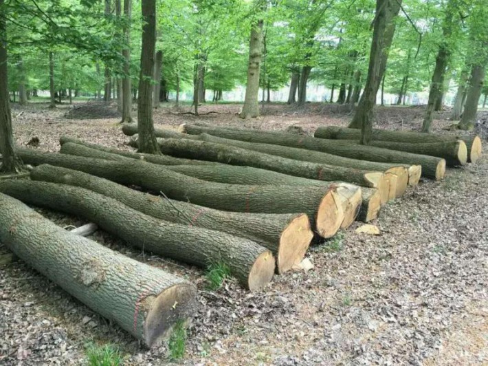 歐洲白橡木原木图片