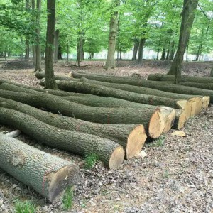 歐洲白橡木原木品牌