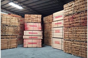 广东进口欧洲榉木板材0.30M~3.60M米长
