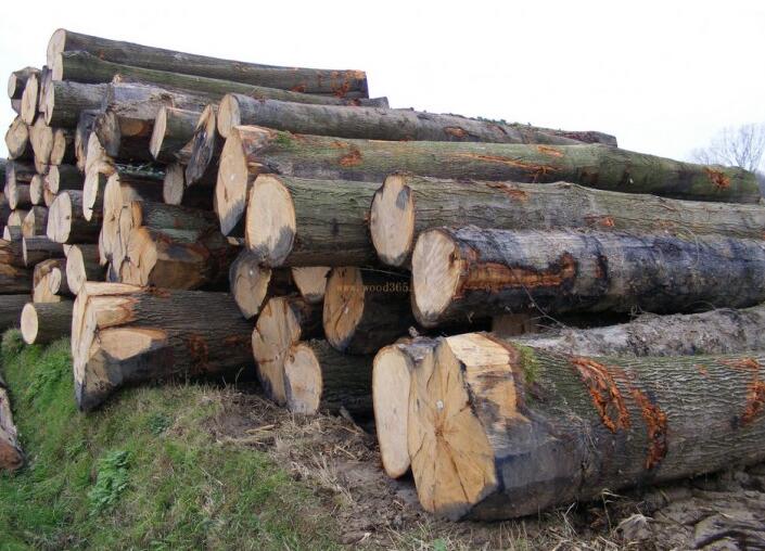 贸易战中国反击 美国木材行业受到冲击