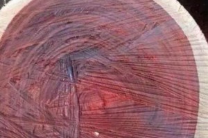 染料血檀（赞比亚）原木图片